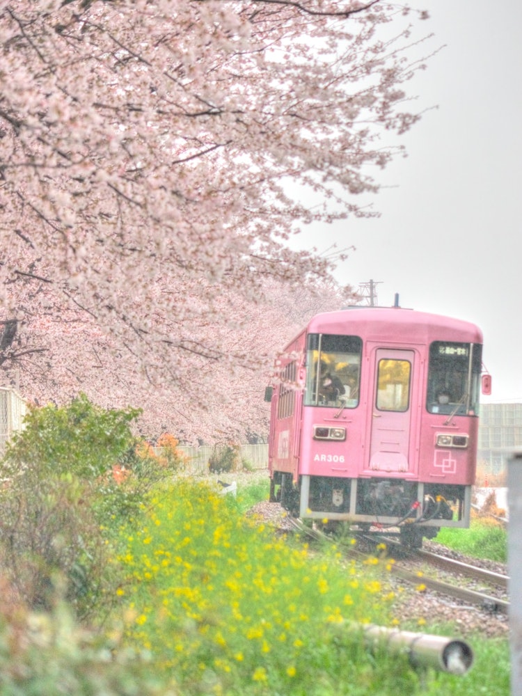 [Image1]Sakura and Sakura train at Amagi Railway Tateno Station in Kiyama Town, Saga Prefecture.I was able t
