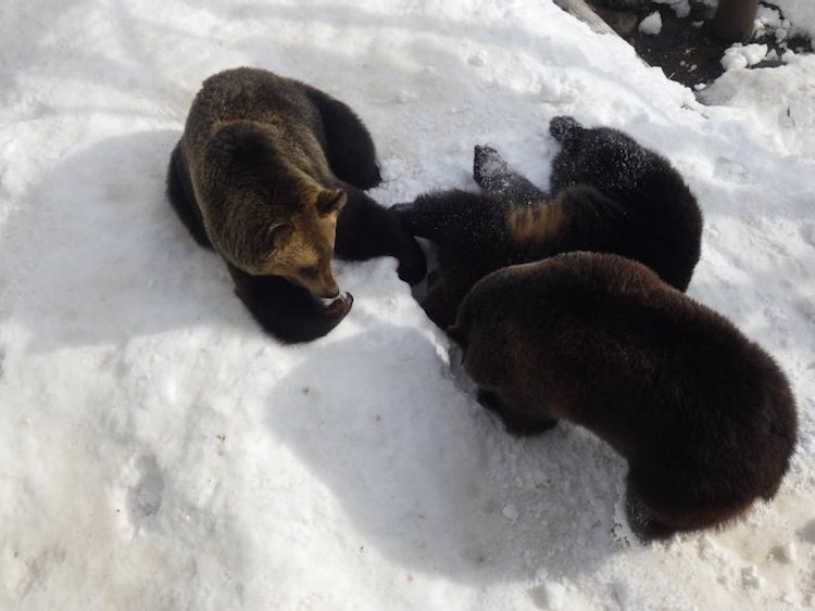 [Image1]The three of them were playing together digging snow instead of digging holes!