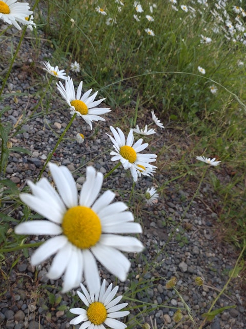 [Image1]❀✿ When I went to visit the grave, it was blooming around the grave, so Pashari ✿❀