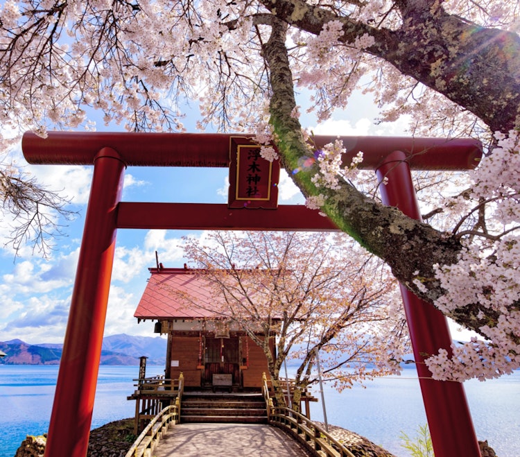 [画像1]秋田県仙北市田沢湖の浮木神社⛩️春には赤い鳥居と満開の桜と美しい湖水が映えます🌸⛩️
