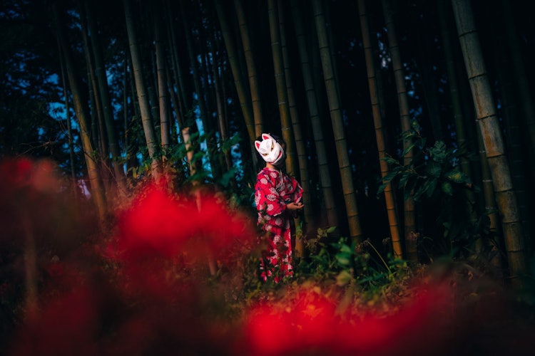 [相片1]兵庫縣朝來市的竹叢和紅蜘蛛百合簇 😌