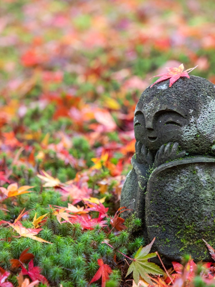 [相片1]京都圓光寺的可愛地藏。建議在秋葉散落在苔蘚上時去！