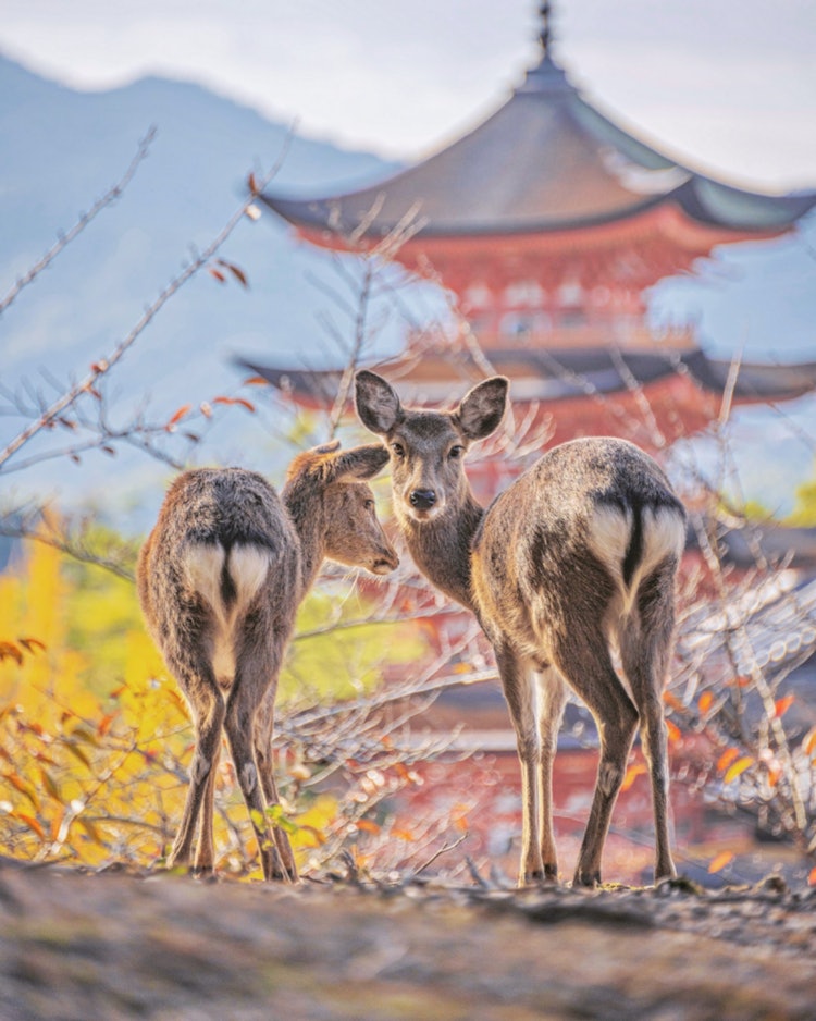 [相片1]宫岛， 廿日市， 广岛（广岛的推荐景点）#宫岛@miyajima_tourist_association 我忘🤭了贴鹿心的屁股 🤍鹿也经常被拍照，姿势也被使用 📸