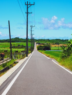 [이미지1]고하마 섬의 풍경라슈가 로드(Sugar Road)암소에메랄드 그린기타노하마(니시노하마)