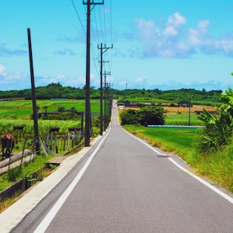 [이미지1]고하마 섬의 풍경라슈가 로드(Sugar Road)암소에메랄드 그린기타노하마(니시노하마)