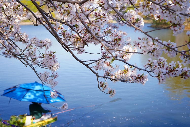 [이미지1]낚시꾼과 벚꽃 🌸구마모토현 우토시 다치오카 공원의 벚꽃(* ́꒳'*)올해도 아름다웠다