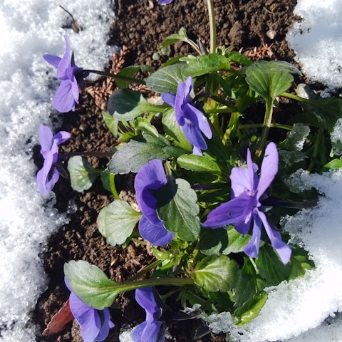 [이미지1]1월 14일 아침, 눈이 내리고 있었다. 근처의 라이덴 신사에 가면 아름다운 팬지 꽃이 피었습니다.