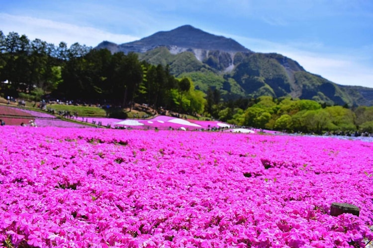 [画像1]ひつじ山公園は、埼玉県秩父エリアで最も魅力的な公園の1つです。武庫山の麓にある色とりどりのピンク色の苔の花が、驚異的な環境を作り出しています。この場所を訪れるのは素晴らしい経験です。場所:秩父市ひつじ