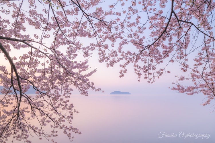 [이미지1]시가현의 가이즈 오사키 🌸나는 이곳의 풍경을 좋아하고 매년 거기에 가고 싶다 😆✨.