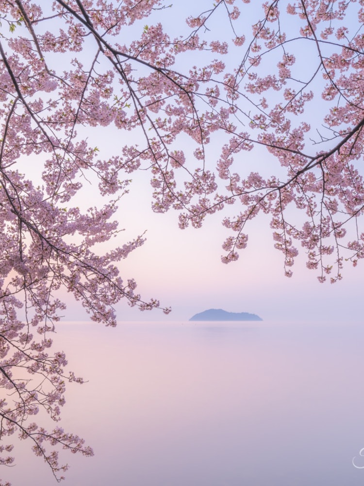 [画像1]滋賀県の海津大崎🌸ここの風景大好きで毎年行きたくなる😆✨