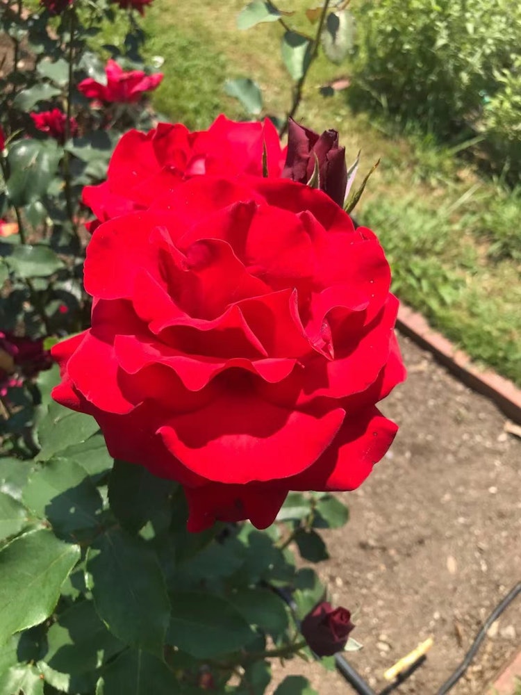 [Image1]Rose garden 🥀 in Hamadera Park in Osaka Sakai CityThe sight of them blooming so beautifully taught 🌹