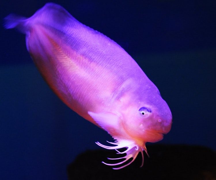 [相片1]一种深海鱼，呈粉红色，像果冻一样丰满。它是“Salmon snailfish”。在登别海洋公园NIXE所在的登别，它是著名的鱼之一！它进入一个捕虾的网中，称为虾篮捕鱼。粉红色美丽的圆眼睛...... 