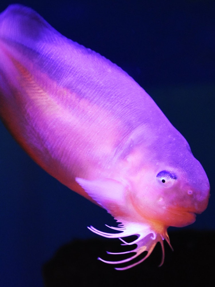 [Image1]A deep-sea fish that is pink and plump like jelly.It is 