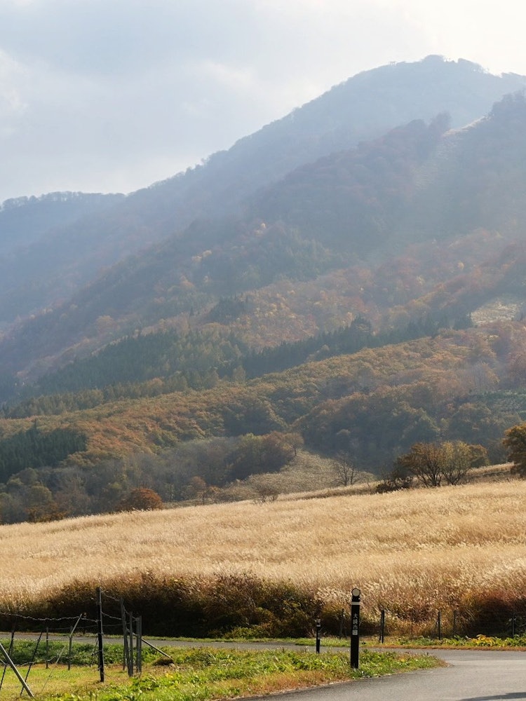 [画像1]宮城県の鳴子から近い所にあります鬼首牧場のすすき野原撮りに来るかたはちらほらで穴場スポットですよ