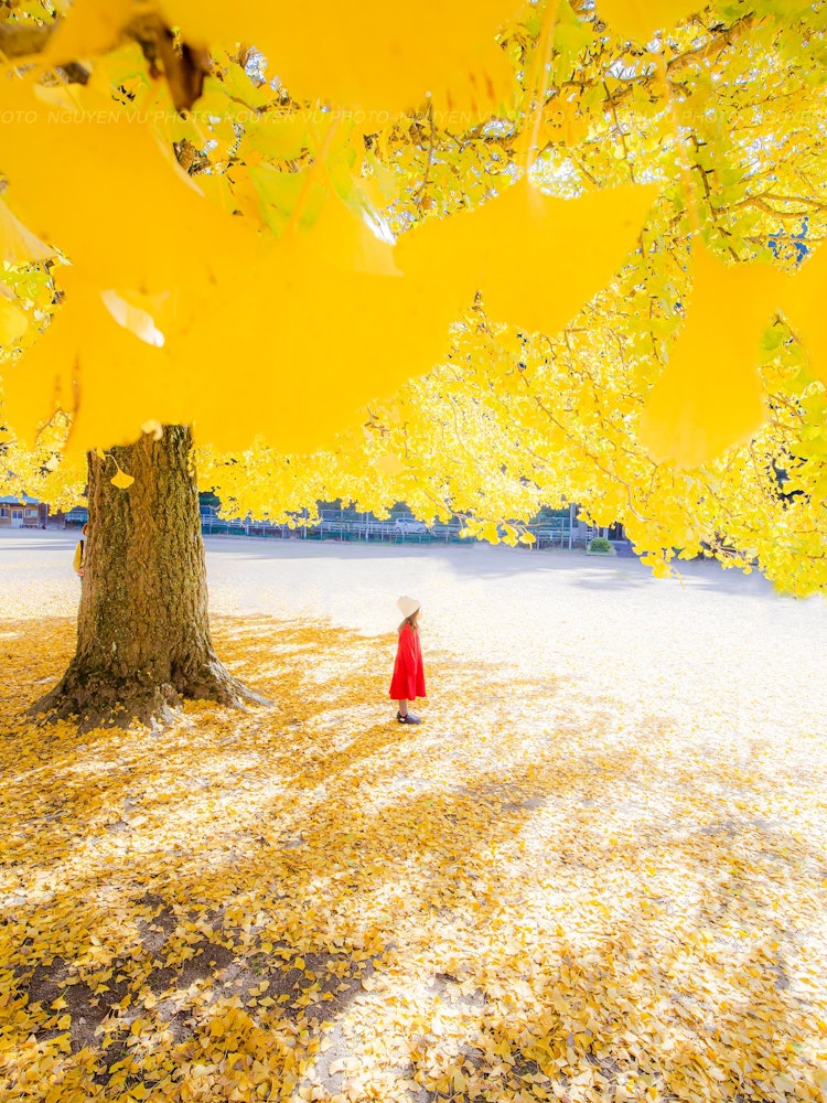 [画像1]日本の秋150年大銀杏と子供のコラボ鳥取県にて