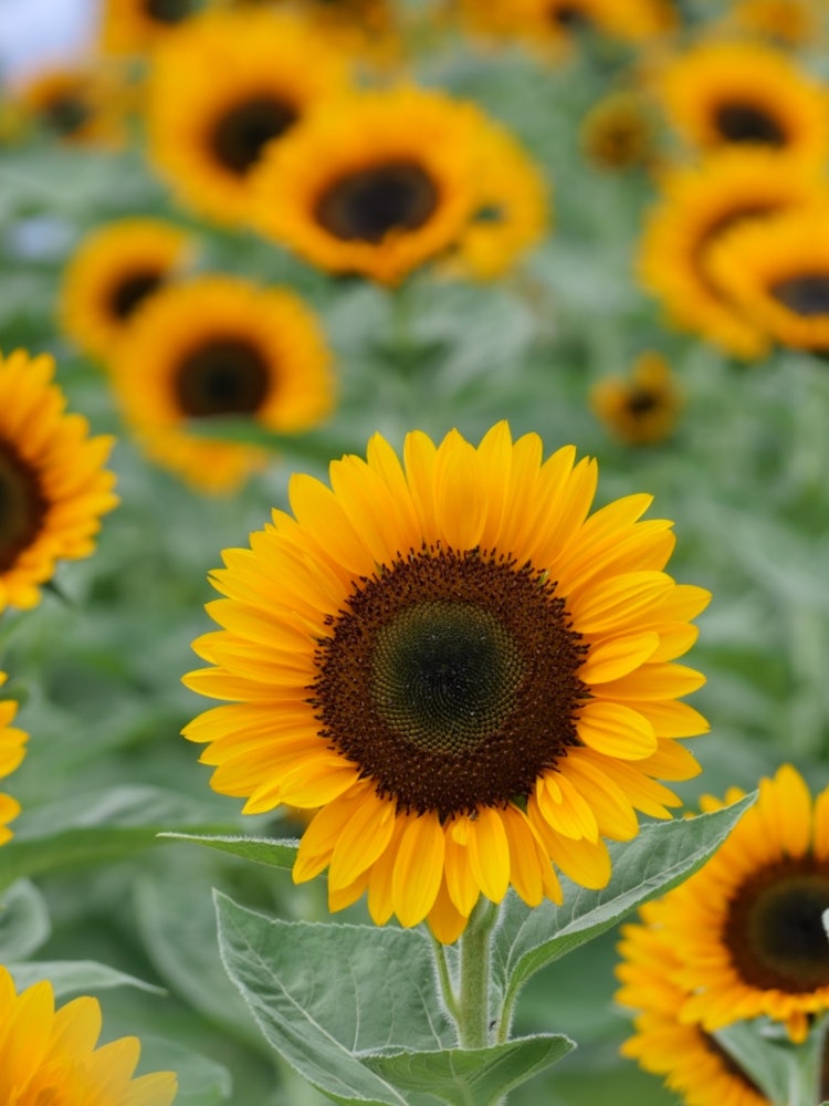 [Image1]I went to the sunflower fieldMy camera is a Nikon mirrorless SLRI'm 😳 a beginner