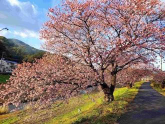 [相片2]2.7 南之櫻（Kawazu Sakura）在開花晚的地方，開花3~5分鐘最早是盛開（8分鐘~盛開）。不幸的是，對於那些計劃在 2 月下旬這樣做的人來說，它很有可能在 2 月分散。