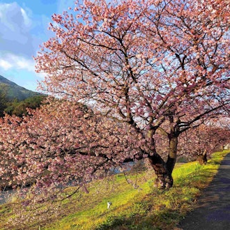 [Image2]2.7 Minami no Sakura (Kawazu Sakura)In places where it blooms late, it blooms for 3~5 minutesAt the 