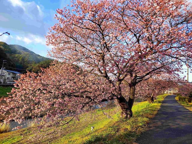 [画像2]2.7 みなみの桜（河津桜）咲きが遅いところでは3～5分咲早いところでは見頃（8分～満開）となっております。予定を2月下旬頃にたてている方には残念ですが、2月中には散ってしまう可能性が高いです。