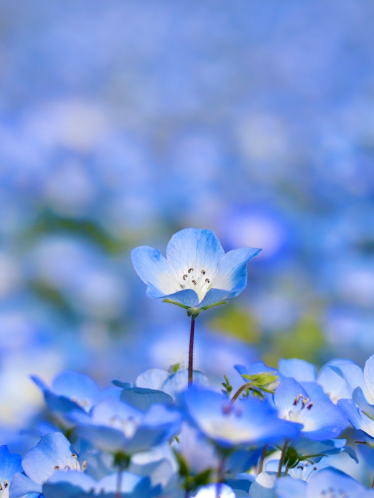 [Image1]This is a photo of Nemophila taken at the Nemophila Fair held in Nagai Park in Osaka Prefecture!The 