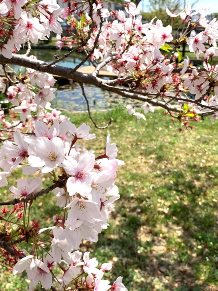 [Image1]A small park near the river!The time of full bloom has passed, but there were 🌸 still small cherry b