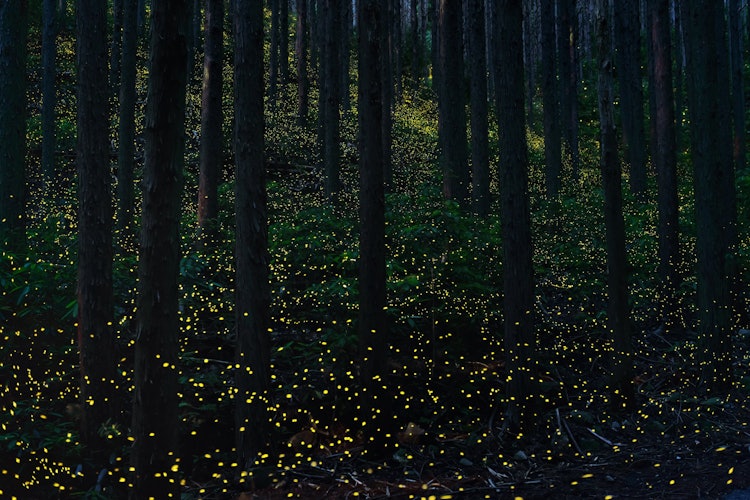 [相片1]與螢火蟲和螢火蟲不同，您可以看到它們的地方是雪松林。