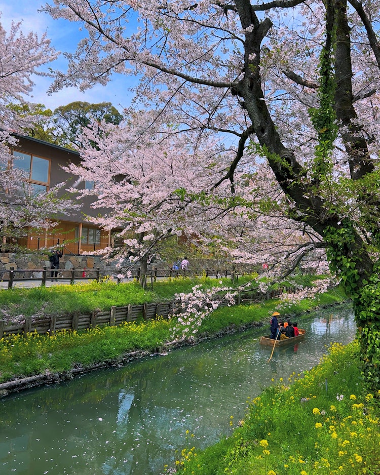 [이미지1]4/11/24 촬영.가와고에 히카와 신사 뒤편에는 신가시 강에서 벚꽃과 보트 여행이 있습니다.히카와 회관을 볼 수 있습니다.