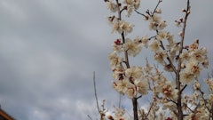 [Image2]It's still chilly, but the plum blossoms are beautiful.