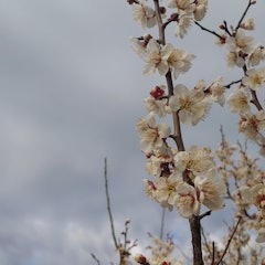 [Image2]It's still chilly, but the plum blossoms are beautiful.