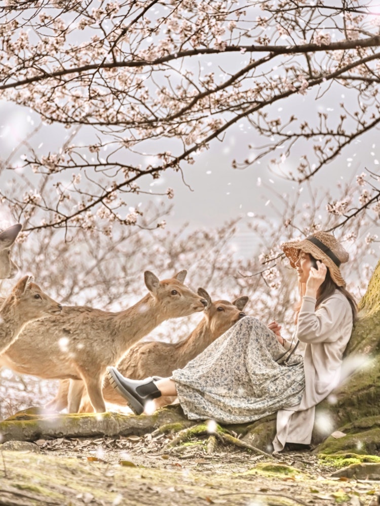 [이미지1]미야지마, 하쓰카이치, 히로시마(히로시마의 추천 명소)#미야지마 👈많은 사슴들이 쳐다보고, 😁📸나는 사슴에 완전히 둘러싸여 있습니다. 나는 그것에주의를 기울이지 않았다 😅.