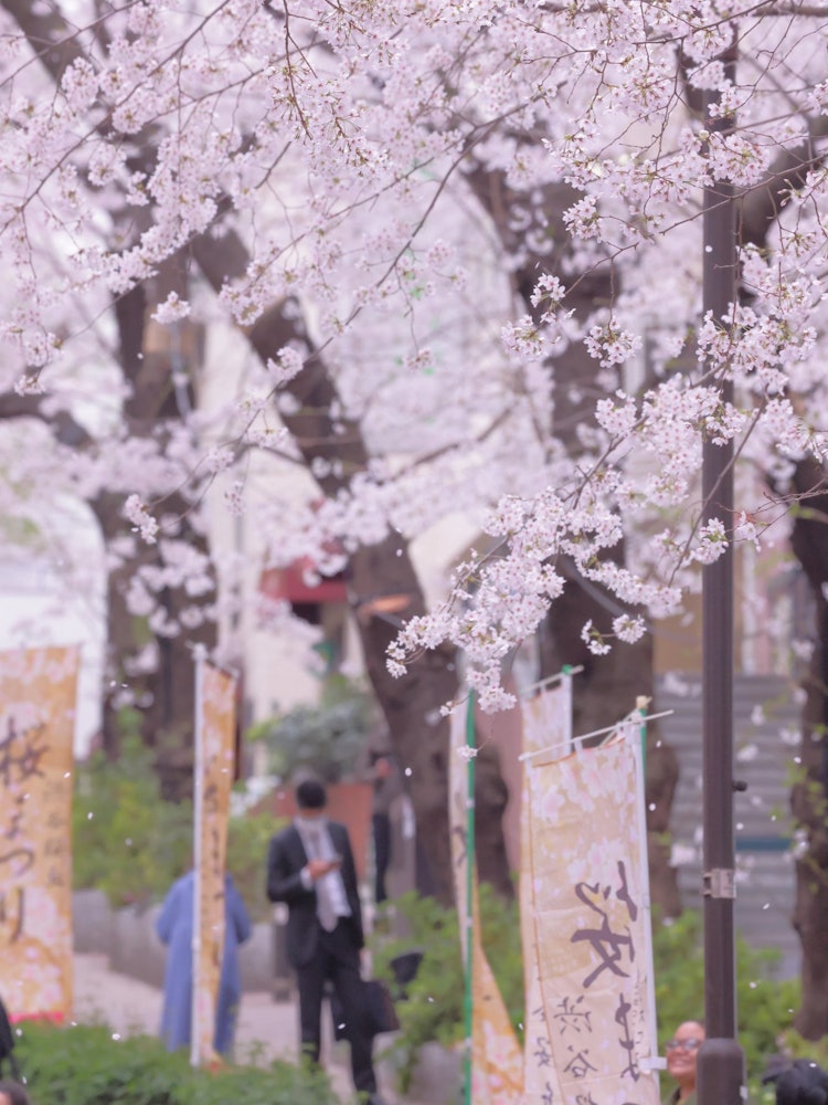 [Image1]Spring in Tokyo is a symbol of JapanI unintentionally released the shutter, the spring-colored city 