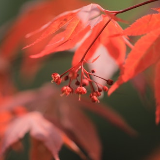 [Image2]Autumn leaves in the garden have bloomedThe autumn leaves are also beautiful,Small flowers are lovel