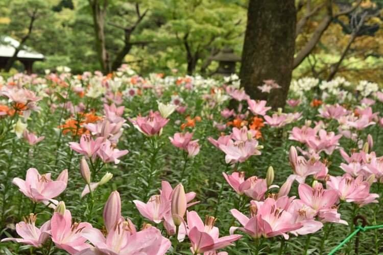 [相片1]美丽的日比谷公园在夏季...观星者花朵的鲜艳色彩和灿烂的香味营造出美丽的氛围。
