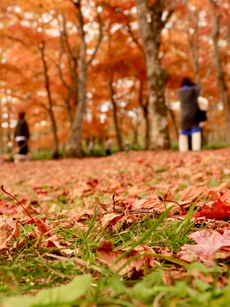 [Image1]When I went to Fukuhara Sanso, I saw a carpet of beautiful autumn leaves. We highly recommend this w