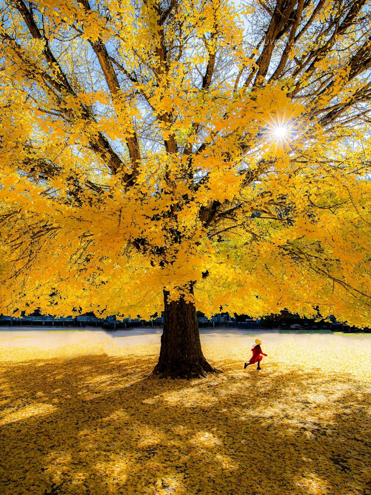 [Image1]Autumn of JapanGreat ginkgo in autumn