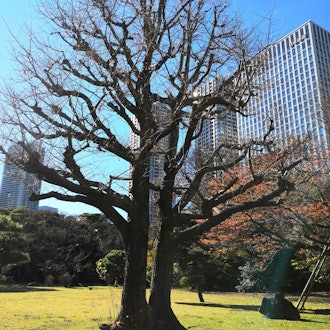 [Image2]Hamarikyu Garden.You can take a walk in a calm space rich in nature.At Nakajima's Ochaya you can enj