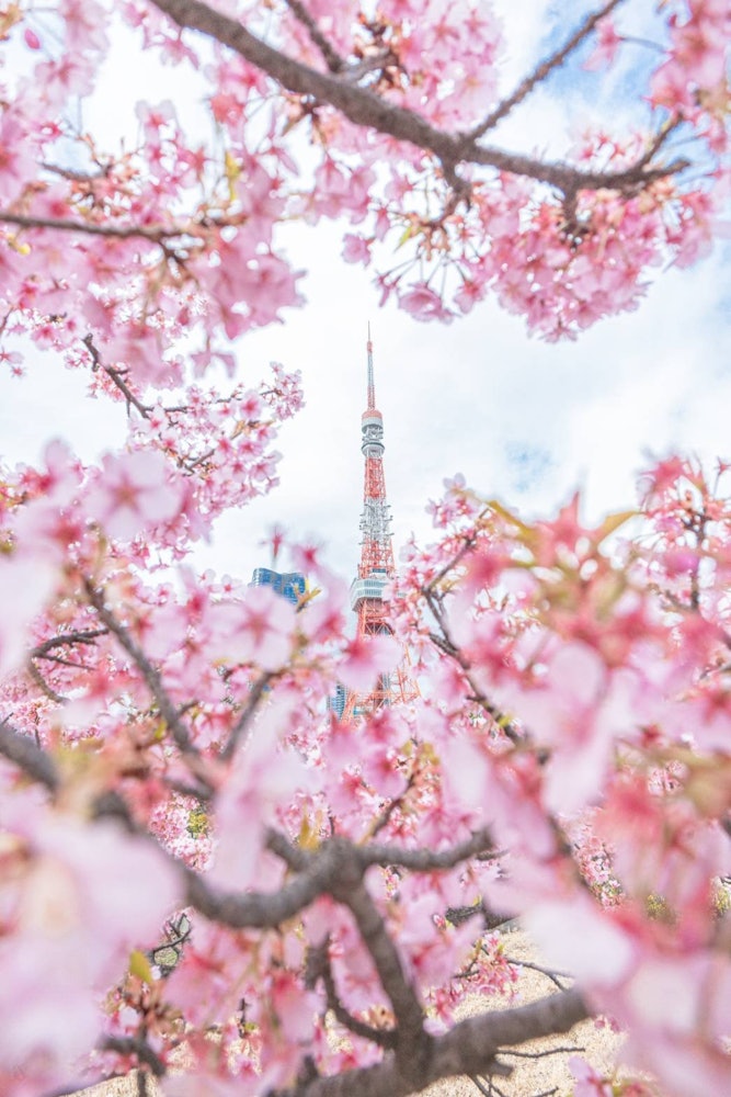 [相片1]櫻花環繞的東京鐵塔 🗼這是東京台東區的東京塔。與柴公園盛開的河津櫻交織📸在一起從現在開始，染井吉野櫻等櫻花將🤭盛開