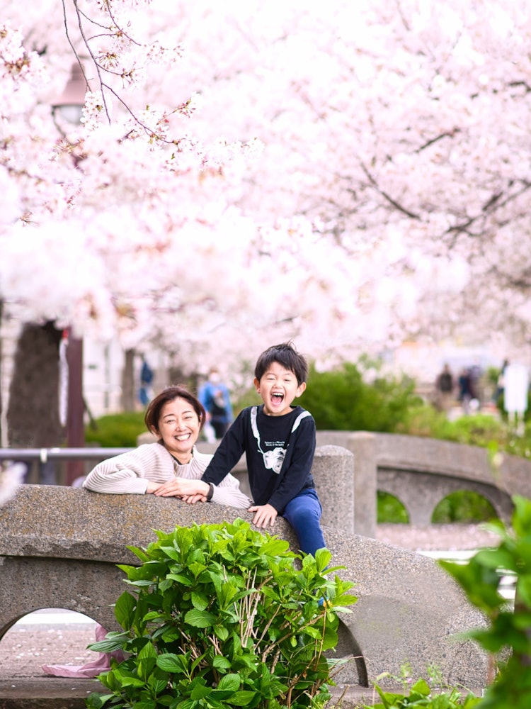 [이미지1]세타가야구에 있는 작은 그린웨이. 흩날리는 꽃이 내린 후의 순간을 포착했습니다.