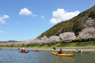 [이미지1]매년 왕벚나무 벚꽃 시즌이 오면 우리 일본인은 벚꽃을 정말 좋아한다는 것을 깨닫고 산을 물들이는 야마자쿠라 벚꽃과 아오노 강의 벚꽃을 기대하며 마음이 춤을 춥니다.도쿄와 같은 중심