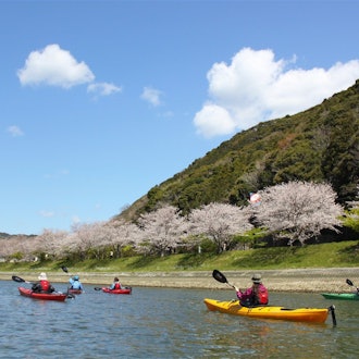 [Image1]Every year, when the cherry blossom season in Someiyoshino comes, we Japanese realize that we really