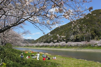 [이미지2]매년 왕벚나무 벚꽃 시즌이 오면 우리 일본인은 벚꽃을 정말 좋아한다는 것을 깨닫고 산을 물들이는 야마자쿠라 벚꽃과 아오노 강의 벚꽃을 기대하며 마음이 춤을 춥니다.도쿄와 같은 중심