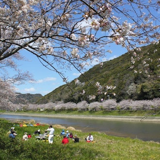[Image2]Every year, when the cherry blossom season in Someiyoshino comes, we Japanese realize that we really