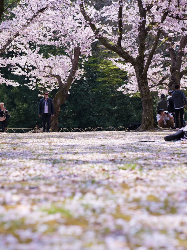 [画像1]日本三名園の偕楽園です。広い敷地とゴミ一つ、雑草すら見当たらない庭園に感動です。