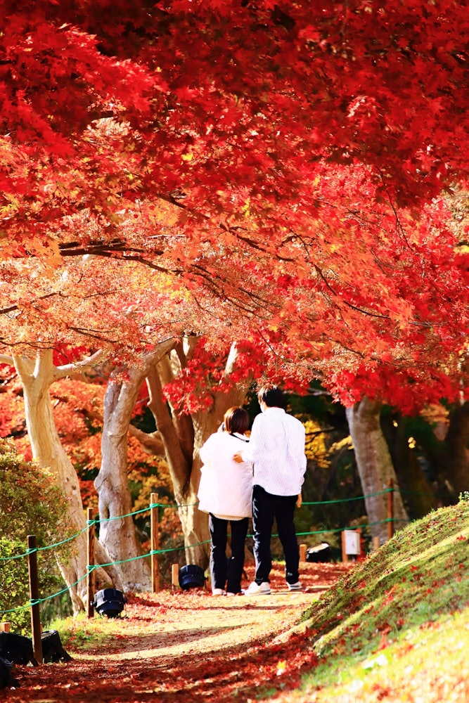 [画像1]日本の秋の行事と言えば、紅葉狩り！ 真っ赤に色付いた紅葉の下を仲良く散歩するカップルの姿に癒やされました！