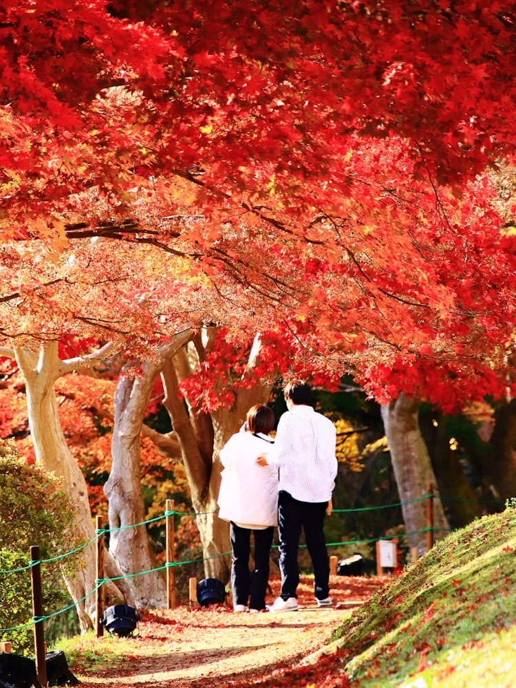 [이미지1]일본의 가을 이벤트라고하면 가을 단풍 사냥! 새빨갛게 물든 단풍 아래에서 함께 산책하는 부부의 모습에 치유되었습니다!