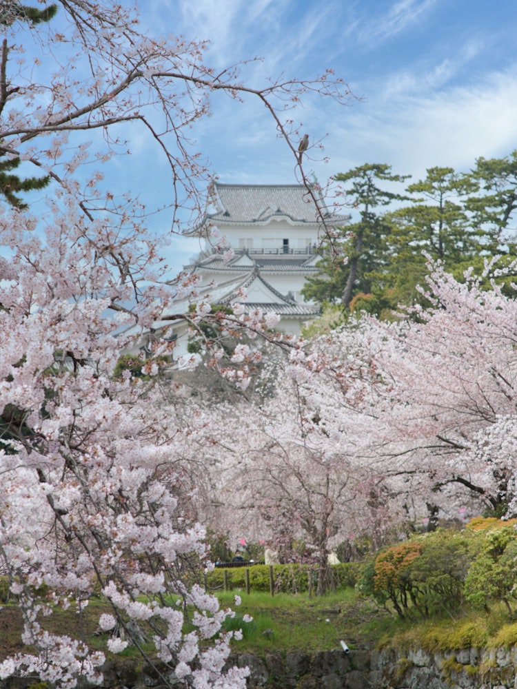 [画像1]小田原城にて天守と桜とヒヨドリ