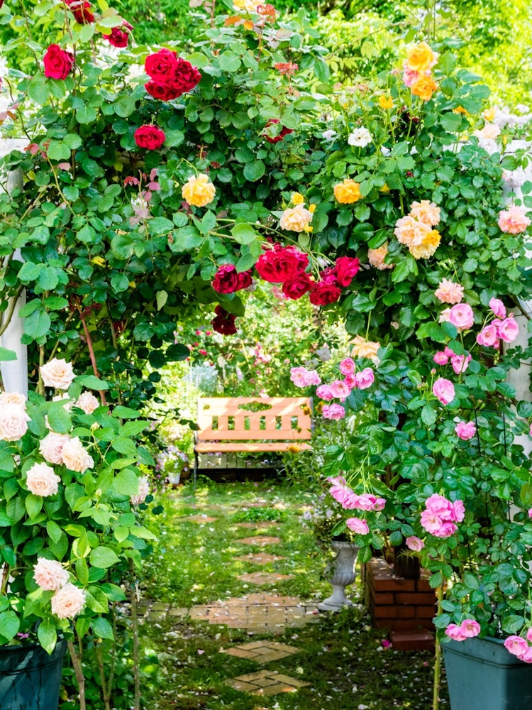 [相片1]这将是我们的玫瑰园。葡萄玫瑰是去年^_^最美妙的。地点是秋田县横手市大森町