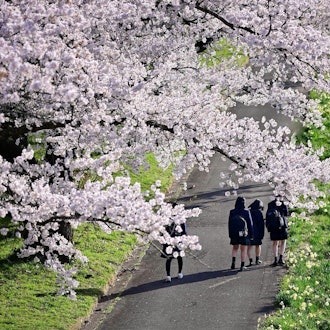 [이미지2]이와테현 기타카미시의 전시 구역에 줄지어 늘어선 벚꽃 나무