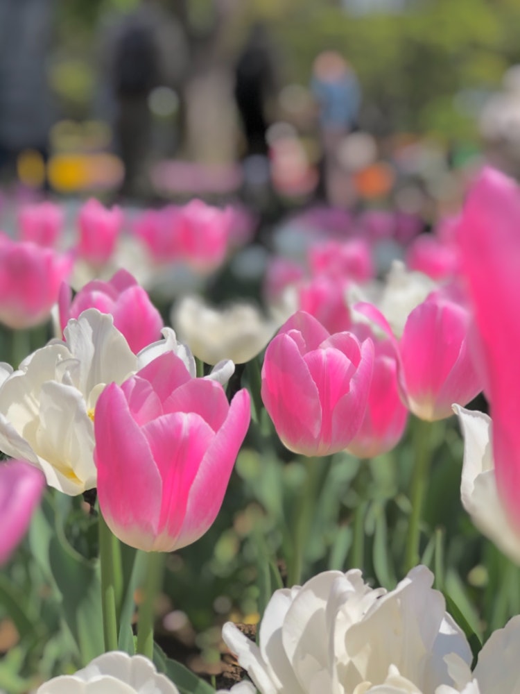 [Image1]Tulips in pink and white pastel colors Part 2.It is an iPhone shot. I am impressed by the performanc