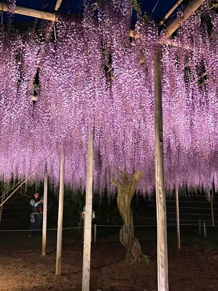 [Image1]Wisteria - a symbol of love, beauty, creativity, and long life. 💜When I first saw this tree, i certa